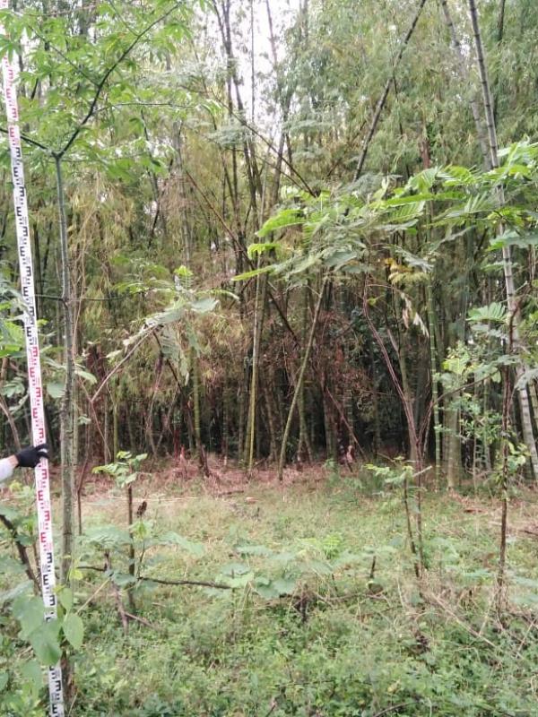 Samán del Lago - Jamundí